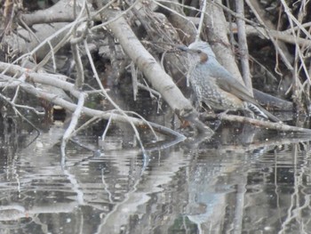 ヒヨドリ 東京港野鳥公園 2023年1月9日(月)