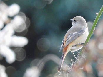 ジョウビタキ 東京港野鳥公園 2023年1月9日(月)