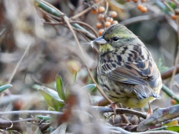 アオジ 東京港野鳥公園 2023年1月9日(月)