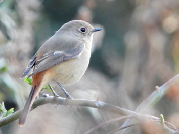 ジョウビタキ 東京港野鳥公園 2023年1月9日(月)