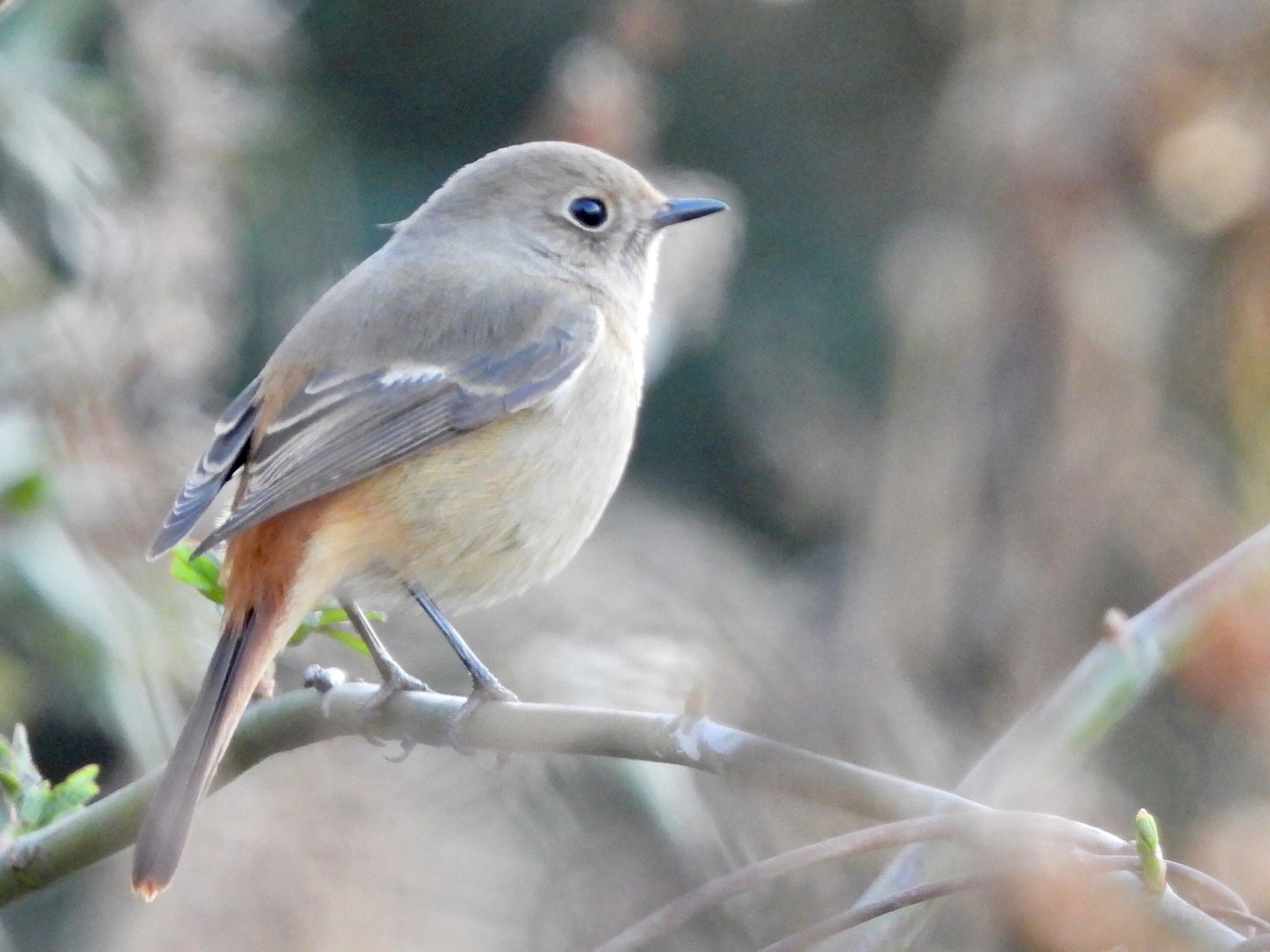 東京港野鳥公園 ジョウビタキの写真 by くー