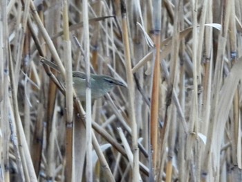 ウグイス 東京港野鳥公園 2023年1月9日(月)