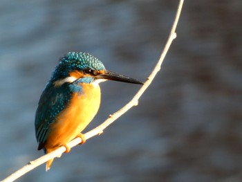 Common Kingfisher 埼玉県 Sat, 12/31/2022