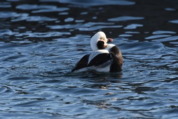 2023年1月7日(土) 花咲港(根室)の野鳥観察記録