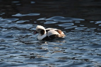 Long-tailed Duck 花咲港(根室) Sat, 1/7/2023