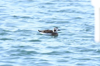 Long-tailed Duck 花咲港(根室) Sat, 1/7/2023