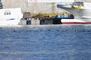 シノリガモ 花咲港(根室) 2023年1月7日(土)