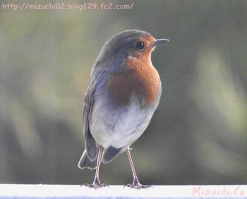 European Robin スイス Wed, 3/21/2018