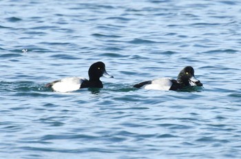 Greater Scaup 花咲港(根室) Sat, 1/7/2023