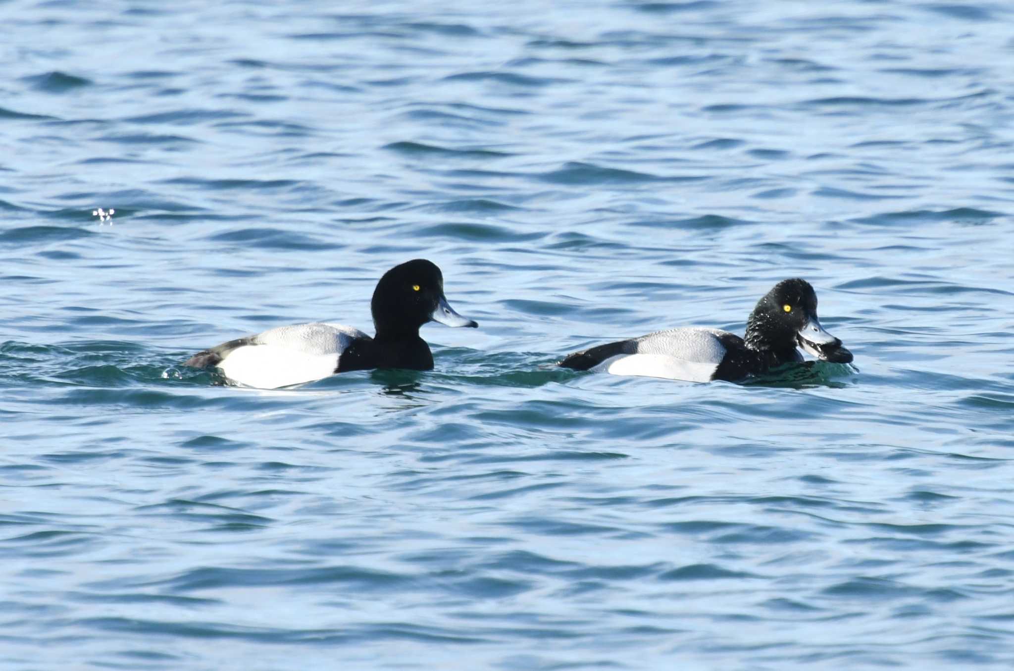 Greater Scaup