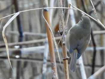 ウグイス 東京港野鳥公園 2023年1月9日(月)