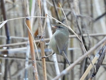 ウグイス 東京港野鳥公園 2023年1月9日(月)