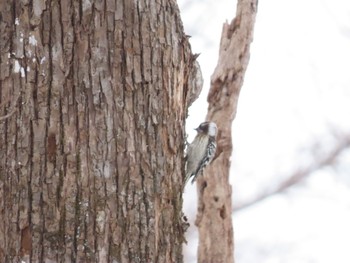 Japanese Pygmy Woodpecker(seebohmi) 野幌森林公園 Mon, 1/9/2023