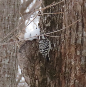 Japanese Pygmy Woodpecker(seebohmi) 野幌森林公園 Mon, 1/9/2023