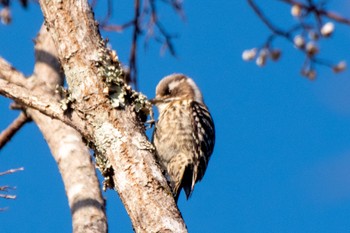 Japanese Pygmy Woodpecker 静岡県立森林公園 Wed, 1/4/2023