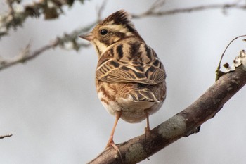 Rustic Bunting 静岡県立森林公園 Wed, 1/4/2023