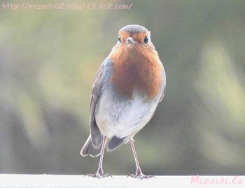 European Robin スイス Wed, 3/21/2018