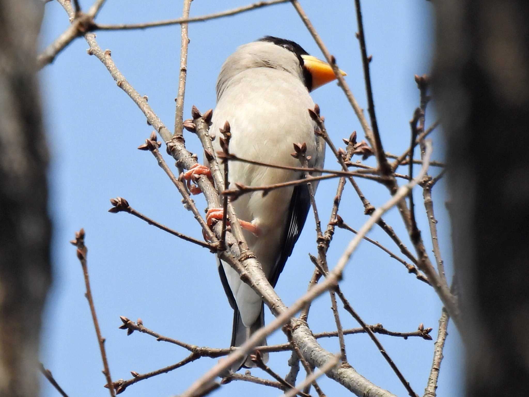 日本ラインうぬまの森 イカルの写真