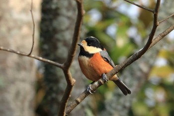 Varied Tit 平谷川 Mon, 1/9/2023