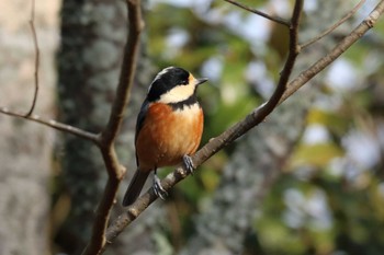 Varied Tit 平谷川 Mon, 1/9/2023