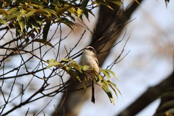 Long-tailed Tit 平谷川 Mon, 1/9/2023