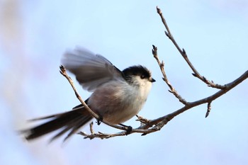 Long-tailed Tit 平谷川 Mon, 1/9/2023