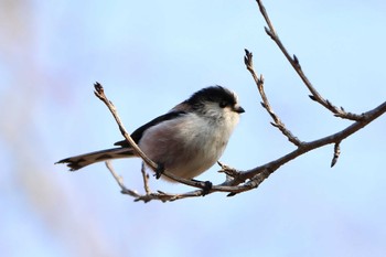 Long-tailed Tit 平谷川 Mon, 1/9/2023