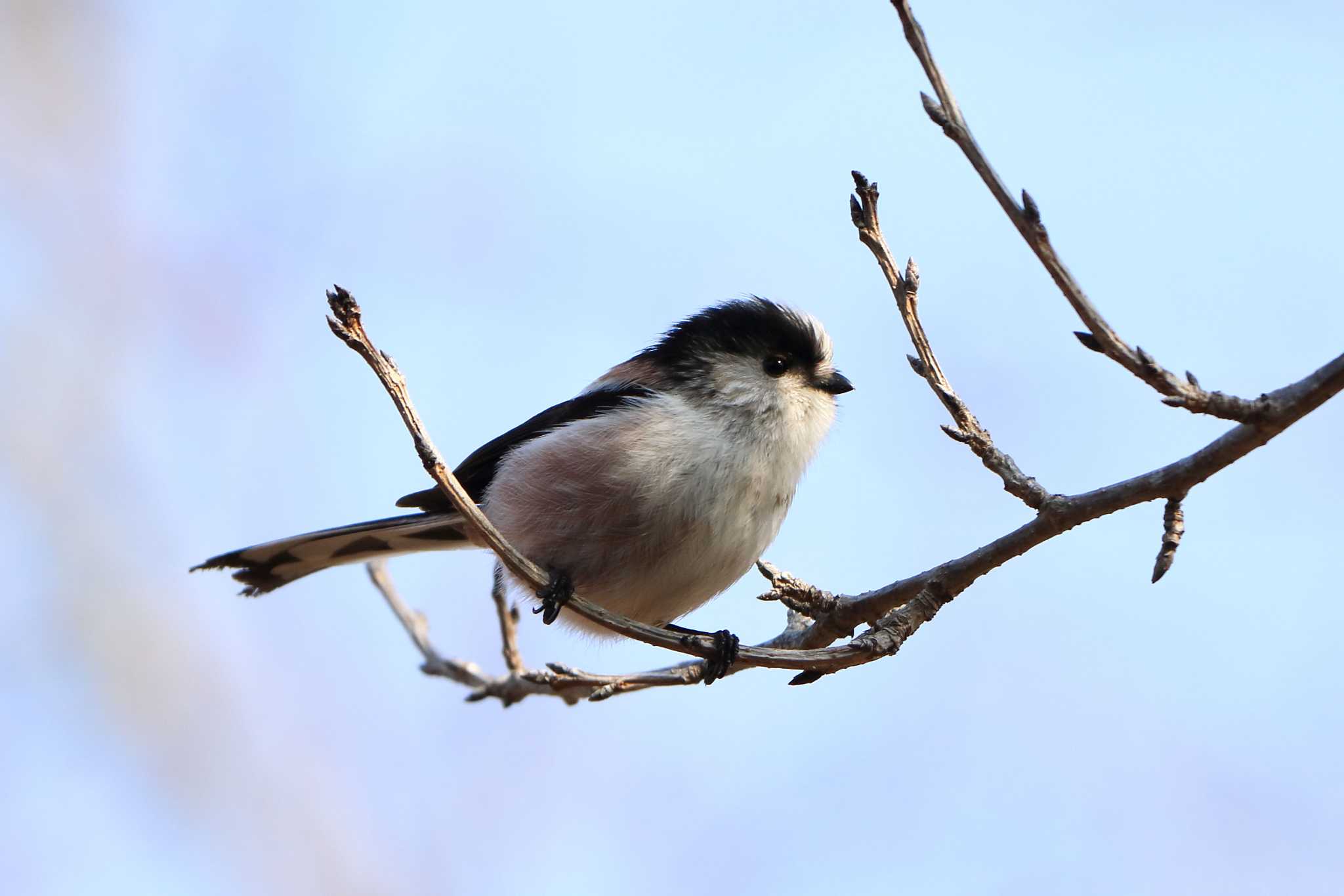 Long-tailed Tit