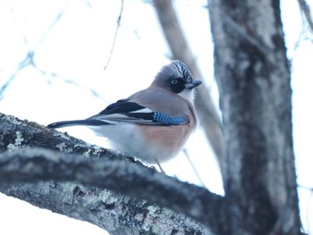 Mon, 1/9/2023 Birding report at 北軽井沢