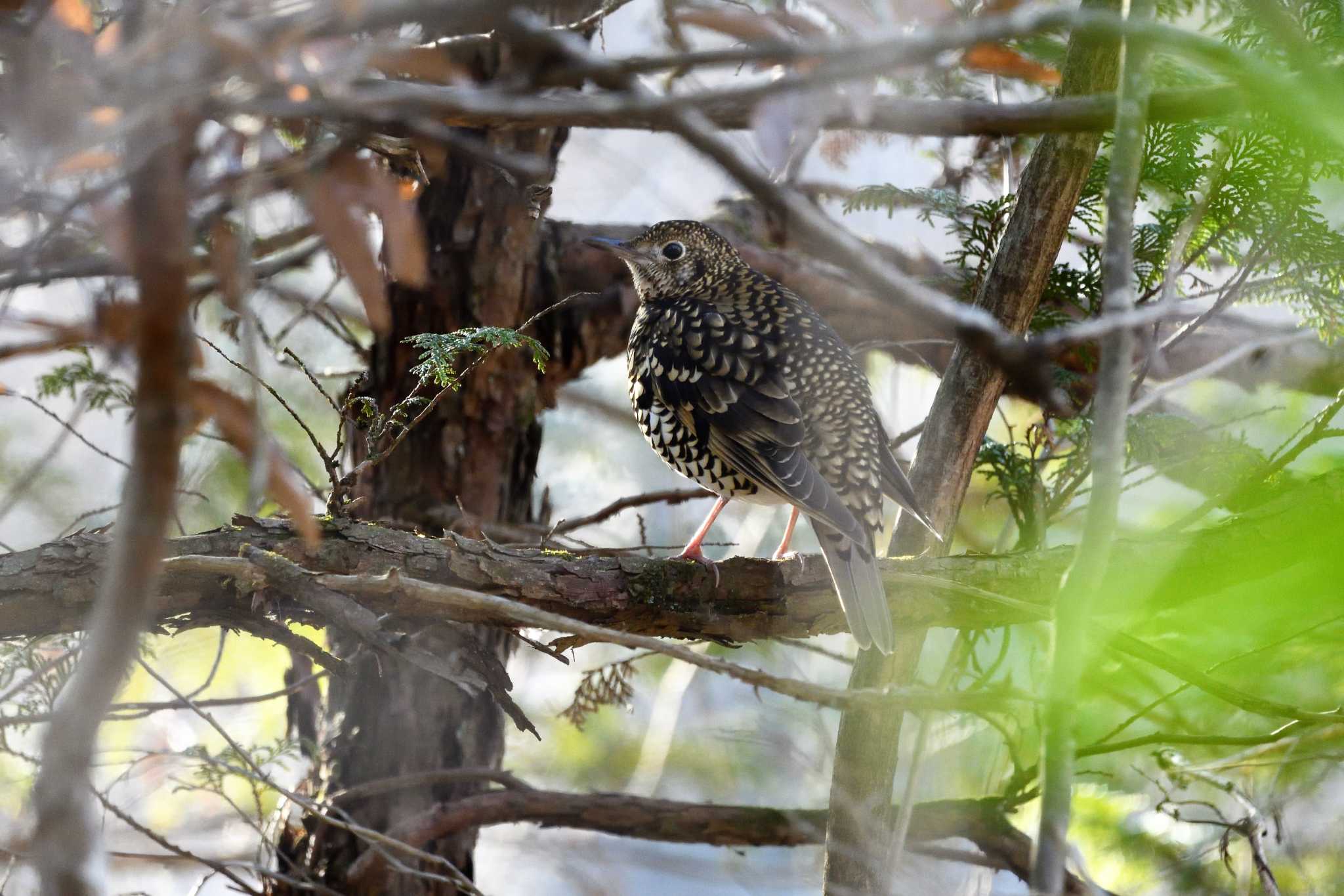 井頭公園 トラツグミの写真