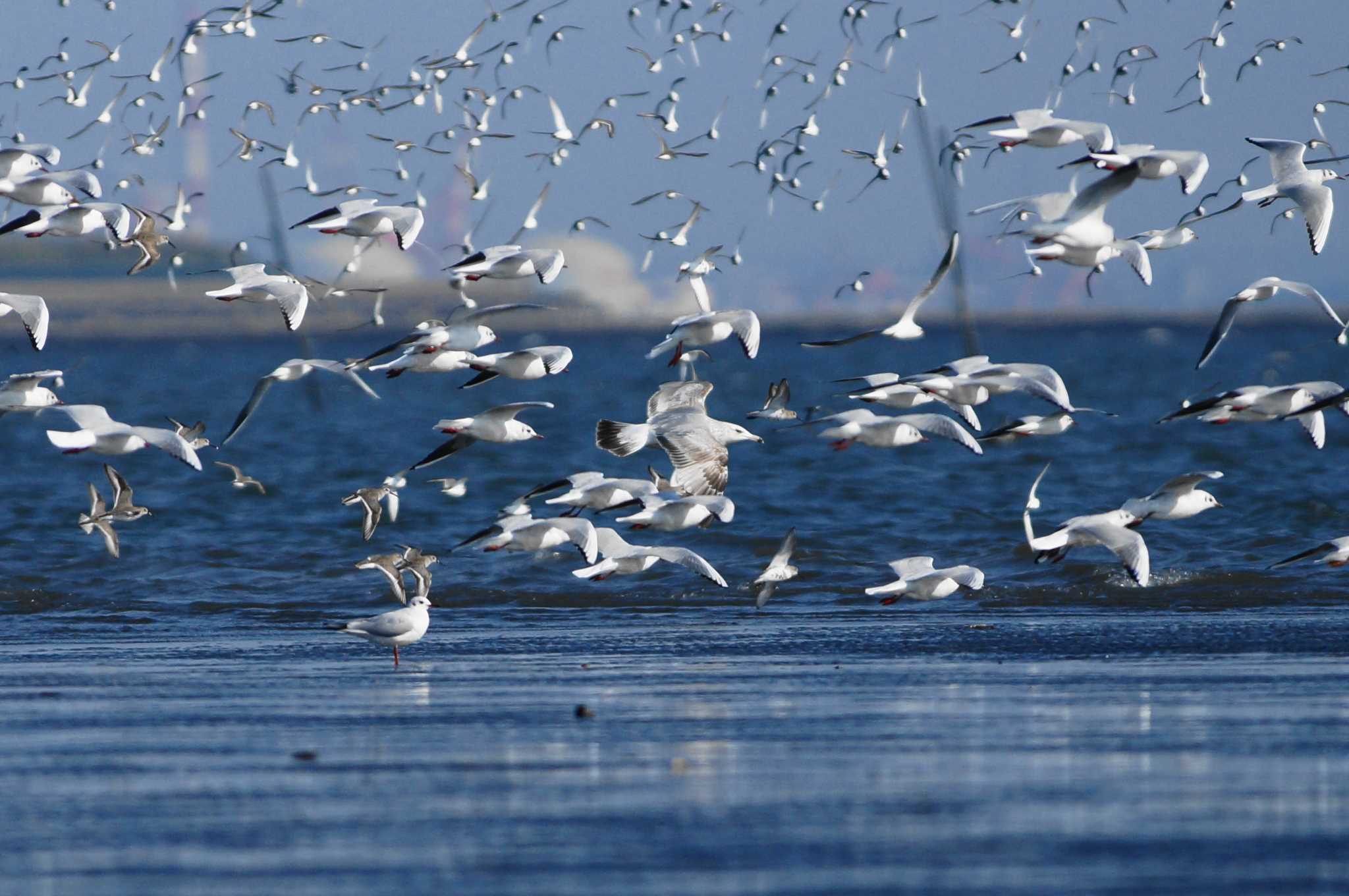 Black-headed Gull