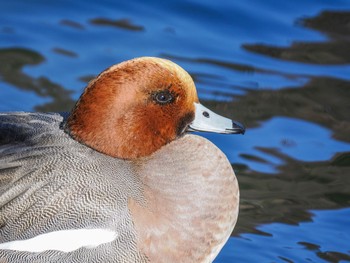 ヒドリガモ じゅん菜池緑地(蓴菜池緑地) 2023年1月2日(月)