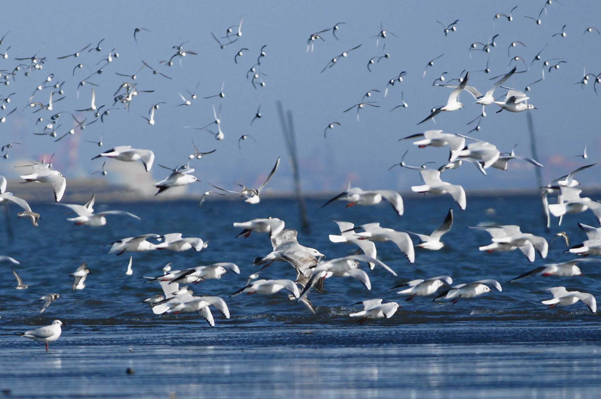 Black-headed Gull