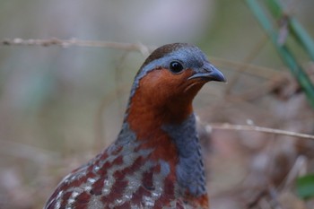 Chinese Bamboo Partridge Kodomo Shizen Park Mon, 1/9/2023