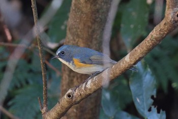 Red-flanked Bluetail Kodomo Shizen Park Mon, 1/9/2023