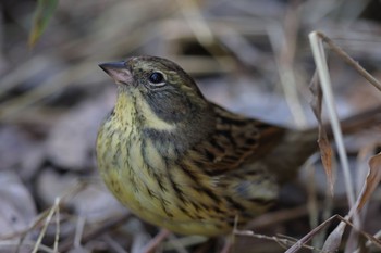 Masked Bunting Kodomo Shizen Park Mon, 1/9/2023