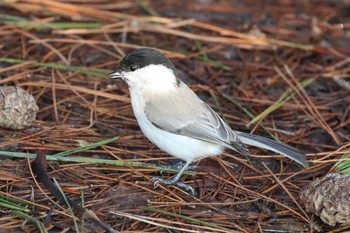 Marsh Tit 北海道 函館市 東山 Wed, 3/28/2018