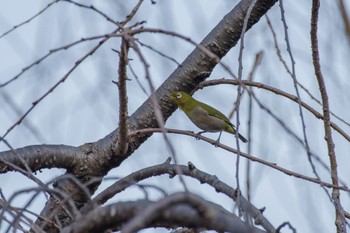 Warbling White-eye 檜町公園(東京ミッドタウン) Mon, 1/9/2023