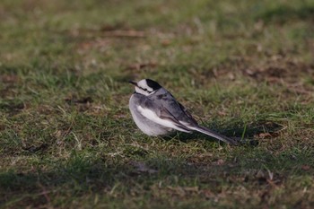 White Wagtail 檜町公園(東京ミッドタウン) Mon, 1/9/2023