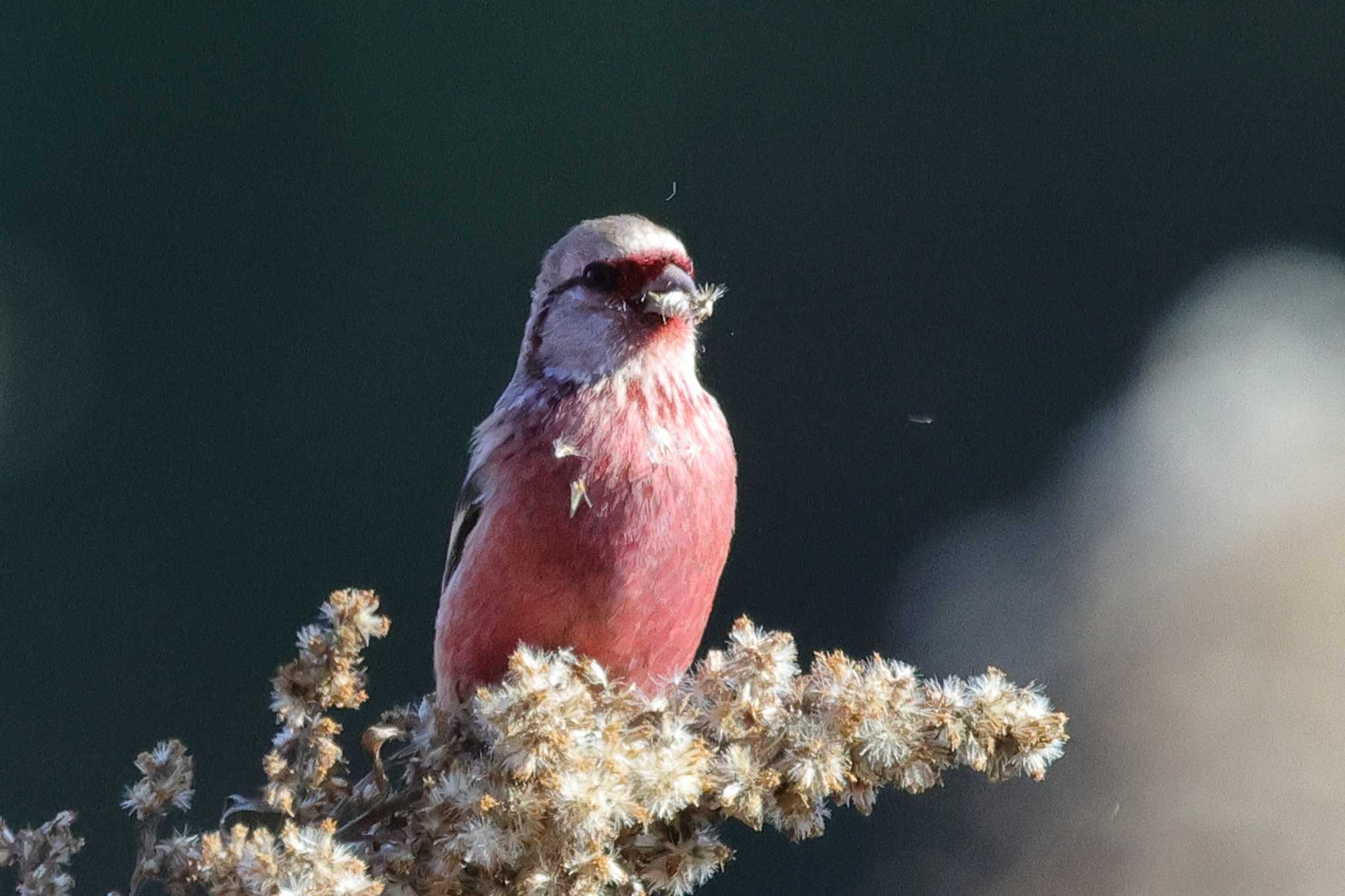 洲原公園 ベニマシコの写真