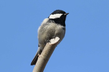 Coal Tit 北海道 函館市 東山 Wed, 3/28/2018