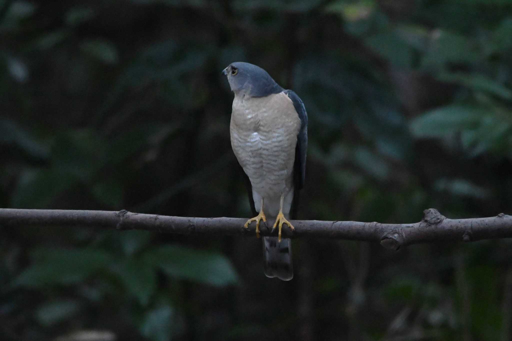 光が丘公園 ツミの写真