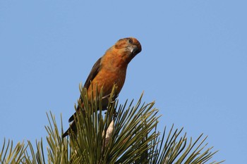 Red Crossbill 北海道 函館市 東山 Wed, 3/28/2018