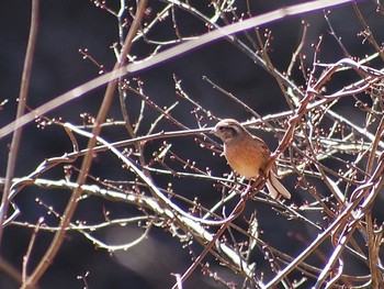 2023年1月9日(月) 日川の野鳥観察記録