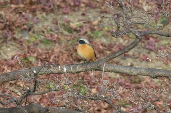 ジョウビタキ 岡崎城 2023年1月7日(土)