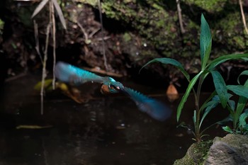 Common Kingfisher Unknown Spots Wed, 3/28/2018