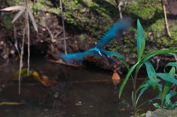 Common Kingfisher Unknown Spots Wed, 3/28/2018