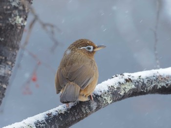 Wed, 1/4/2023 Birding report at 奥日光(戦場ヶ原,湯滝)