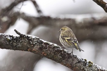 Eurasian Siskin 奥日光(戦場ヶ原,湯滝) Wed, 1/4/2023