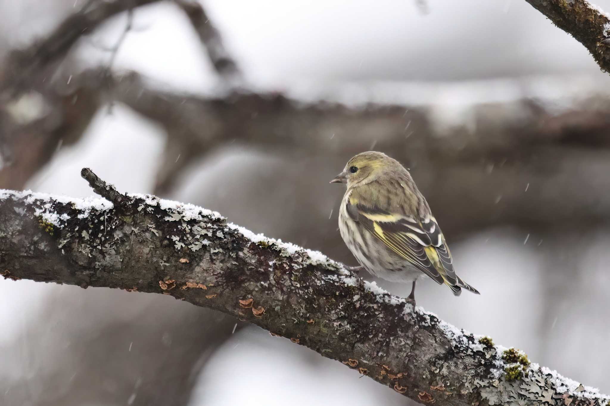 Eurasian Siskin